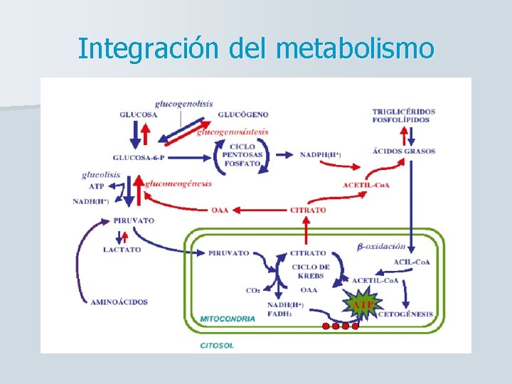 Integración del metabolismo 