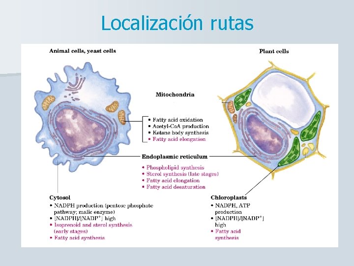 Localización rutas 