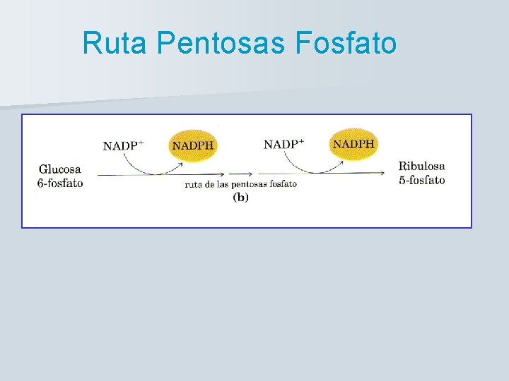 Ruta Pentosas Fosfato 