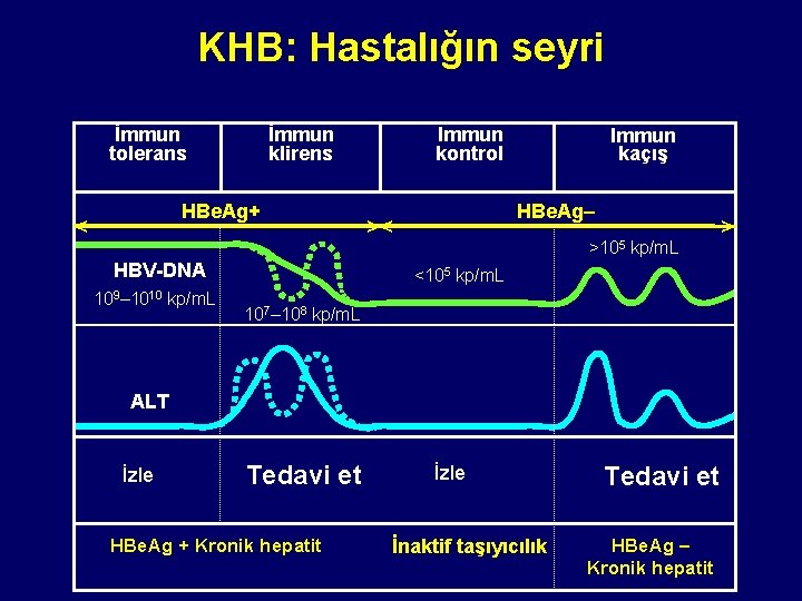 KHB: Hastalığın seyri İmmun tolerans İmmun klirens HBe. Ag+ < HBV-DNA 109– 1010 kp/m.