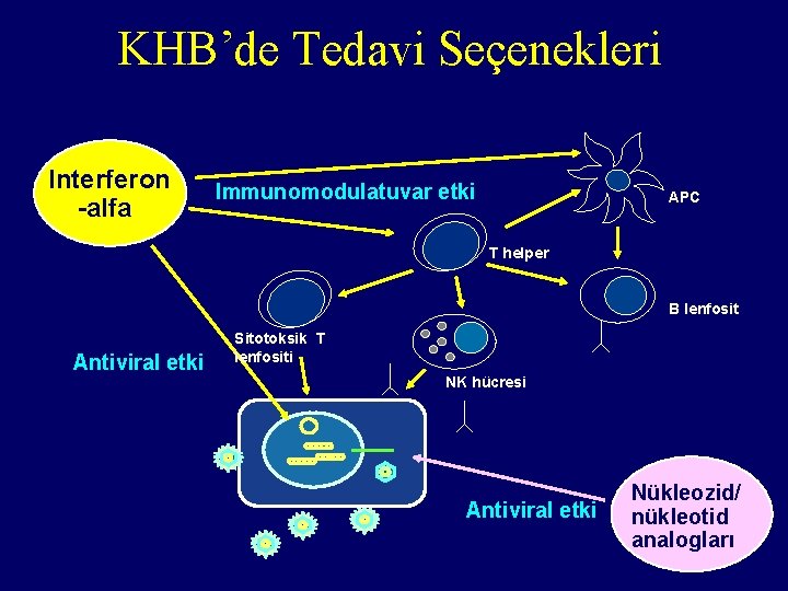 KHB’de Tedavi Seçenekleri Interferon -alfa Immunomodulatuvar etki APC T helper B lenfosit Antiviral etki