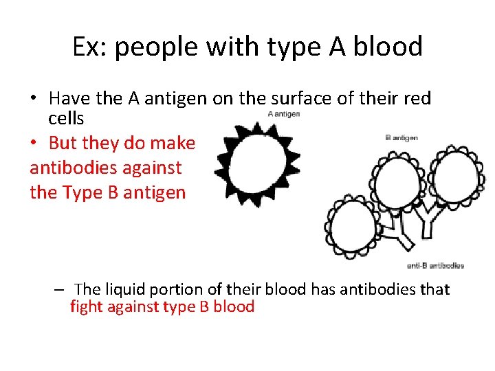 Ex: people with type A blood • Have the A antigen on the surface