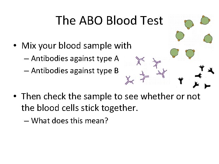 The ABO Blood Test • Mix your blood sample with – Antibodies against type