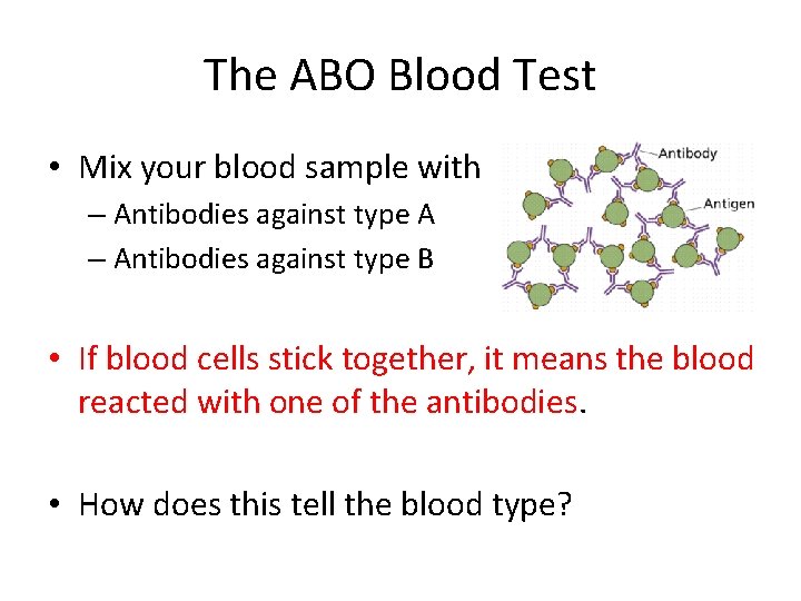 The ABO Blood Test • Mix your blood sample with – Antibodies against type