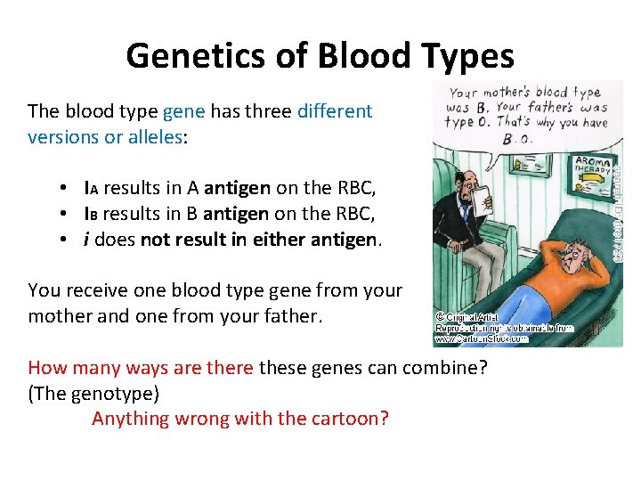 Genetics of Blood Types The blood type gene has three different versions or alleles: