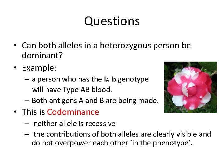 Questions • Can both alleles in a heterozygous person be dominant? • Example: –