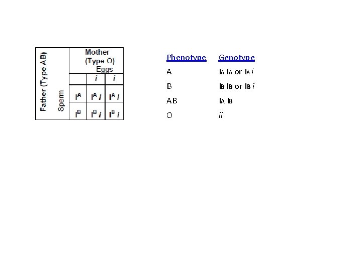 Phenotype Genotype A IA IA or IA i B IB IB or IB i