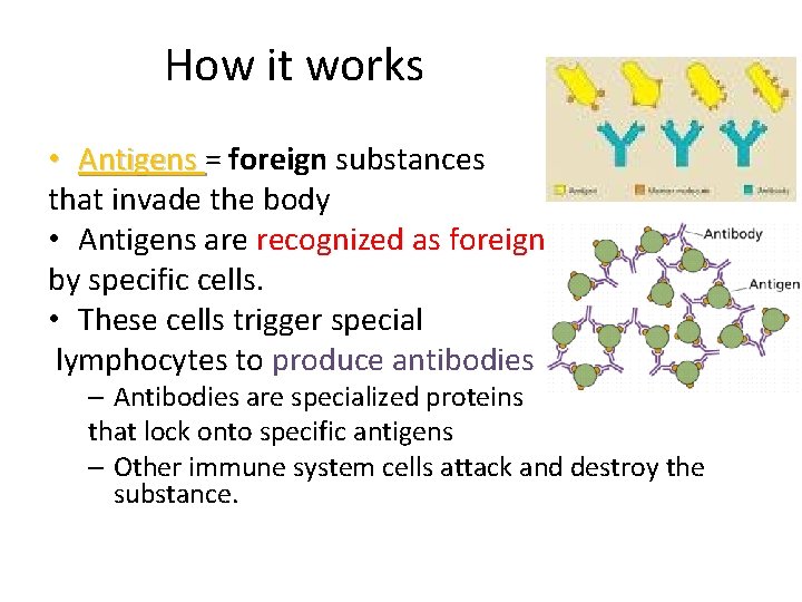 How it works • Antigens = foreign substances that invade the body • Antigens