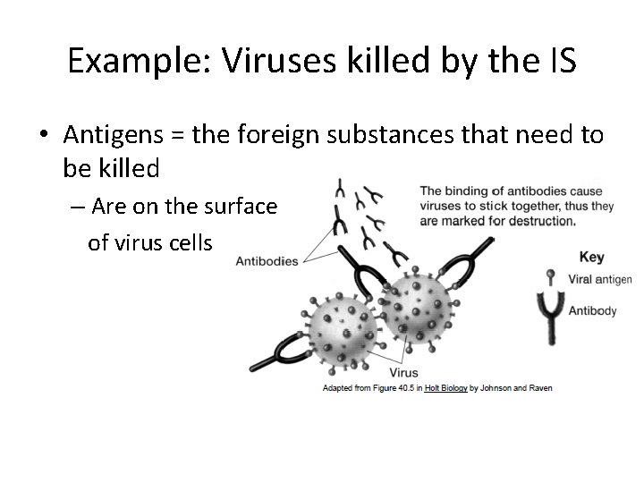 Example: Viruses killed by the IS • Antigens = the foreign substances that need