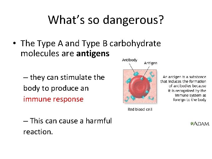 What’s so dangerous? • The Type A and Type B carbohydrate molecules are antigens