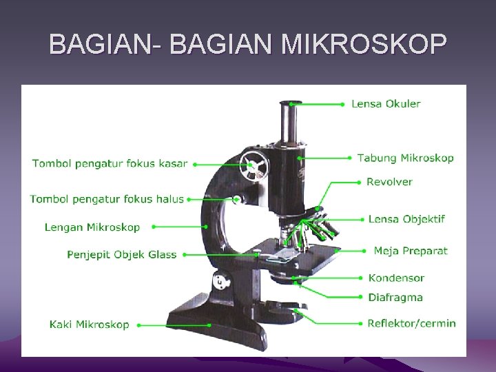 BAGIAN- BAGIAN MIKROSKOP 