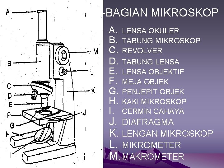 BAGIAN-BAGIAN MIKROSKOP A. B. C. D. E. F. G. H. I. LENSA OKULER TABUNG