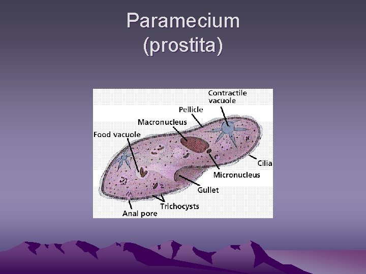 Paramecium (prostita) 