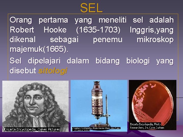 SEL Orang pertama yang meneliti sel adalah Robert Hooke (1635 -1703) Inggris, yang dikenal