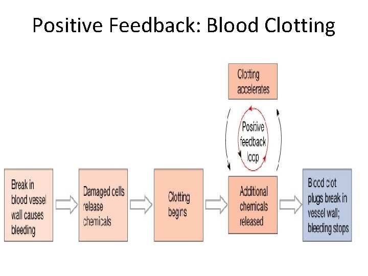 Positive Feedback: Blood Clotting 