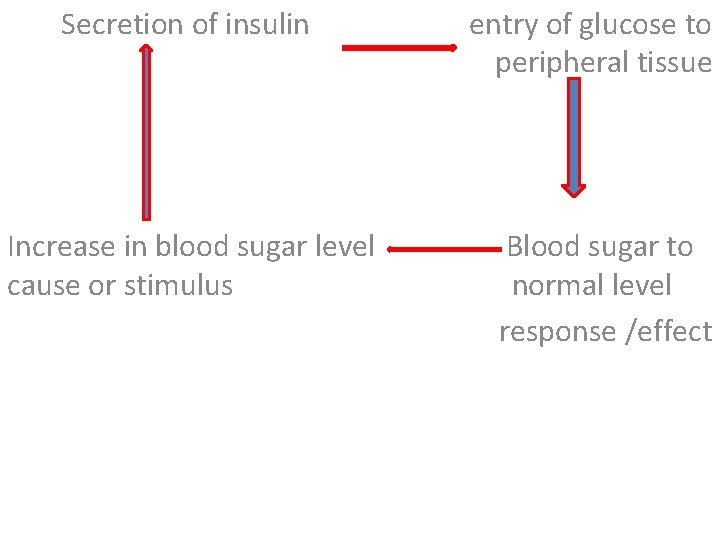 Secretion of insulin entry of glucose to peripheral tissue Increase in blood sugar level