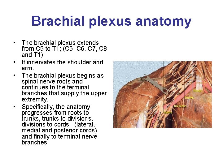 Brachial plexus anatomy • The brachial plexus extends from C 5 to T 1;
