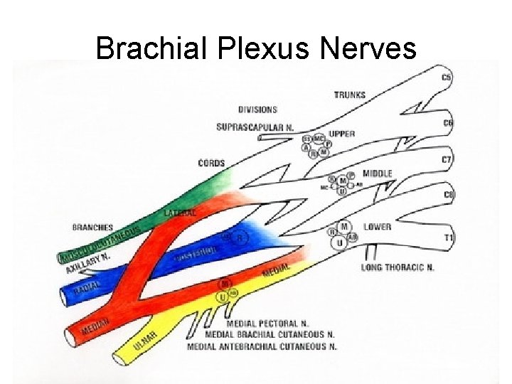 Brachial Plexus Nerves 