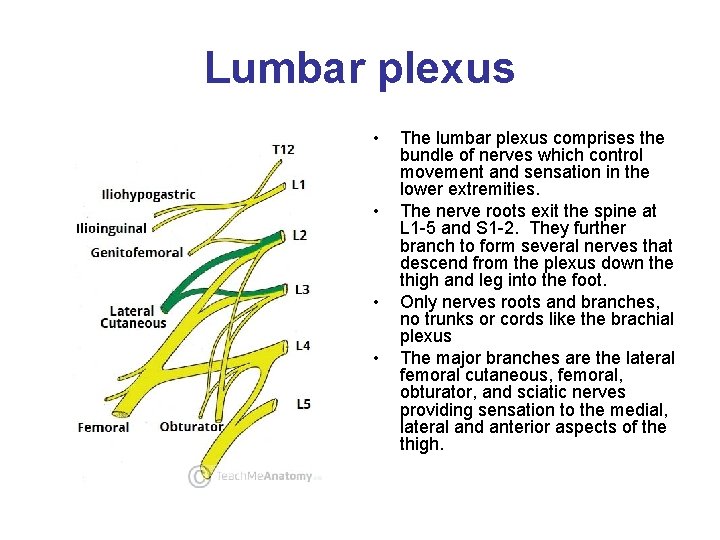Lumbar plexus • • The lumbar plexus comprises the bundle of nerves which control