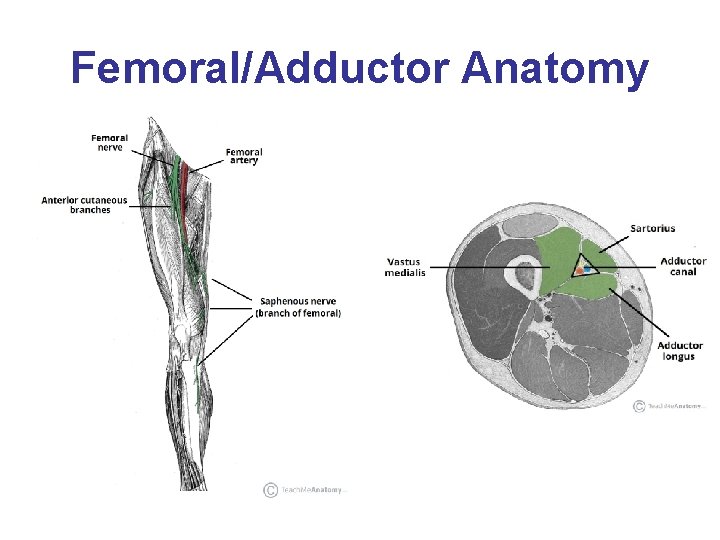 Femoral/Adductor Anatomy 
