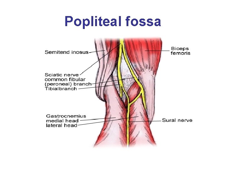 Popliteal fossa 