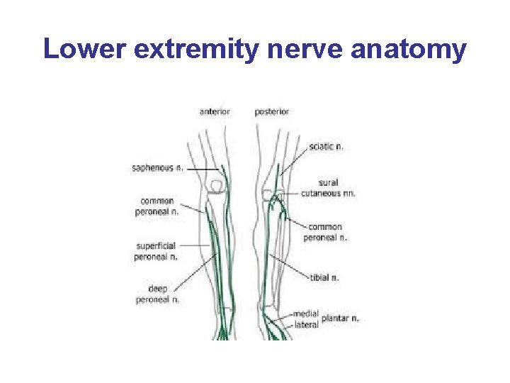 Lower extremity nerve anatomy 