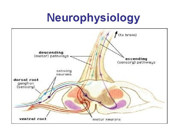 Neurophysiology 