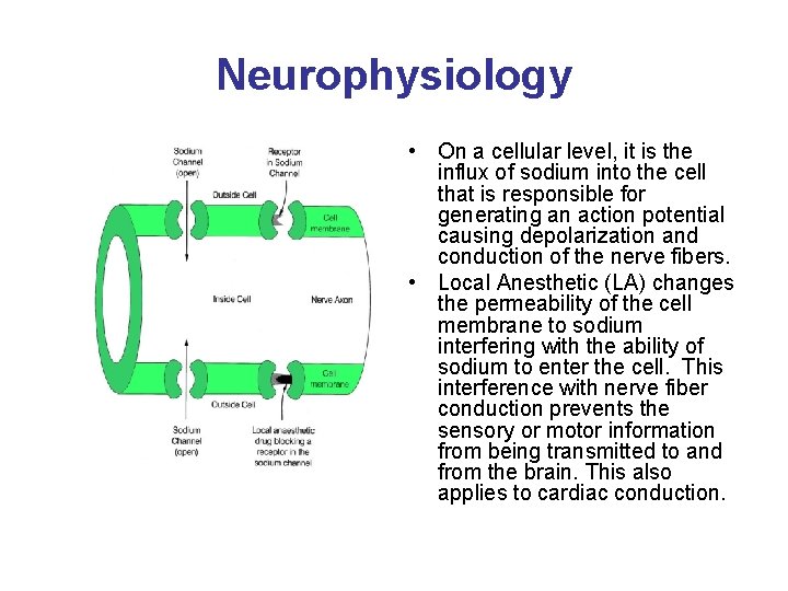 Neurophysiology • On a cellular level, it is the influx of sodium into the