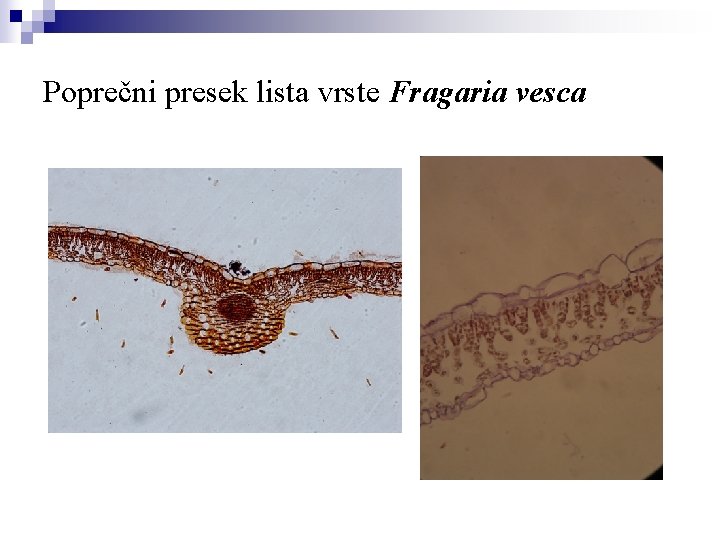 Poprečni presek lista vrste Fragaria vesca 