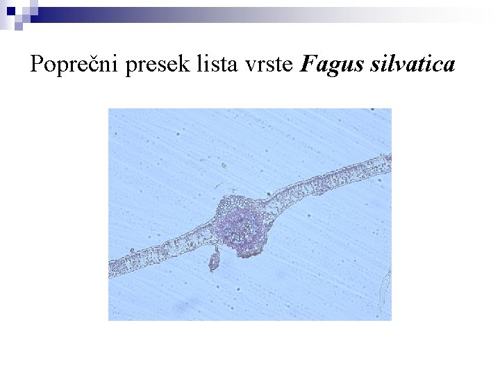 Poprečni presek lista vrste Fagus silvatica 