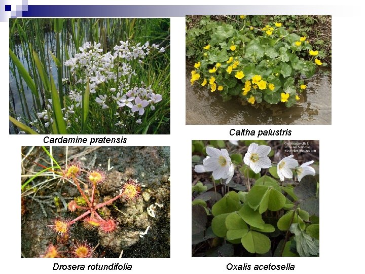Cardamine pratensis Drosera rotundifolia Caltha palustris Oxalis acetosella 