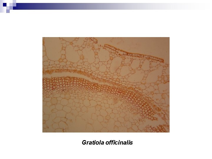 Gratiola officinalis 