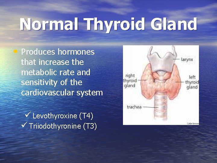 Normal Thyroid Gland • Produces hormones that increase the metabolic rate and sensitivity of