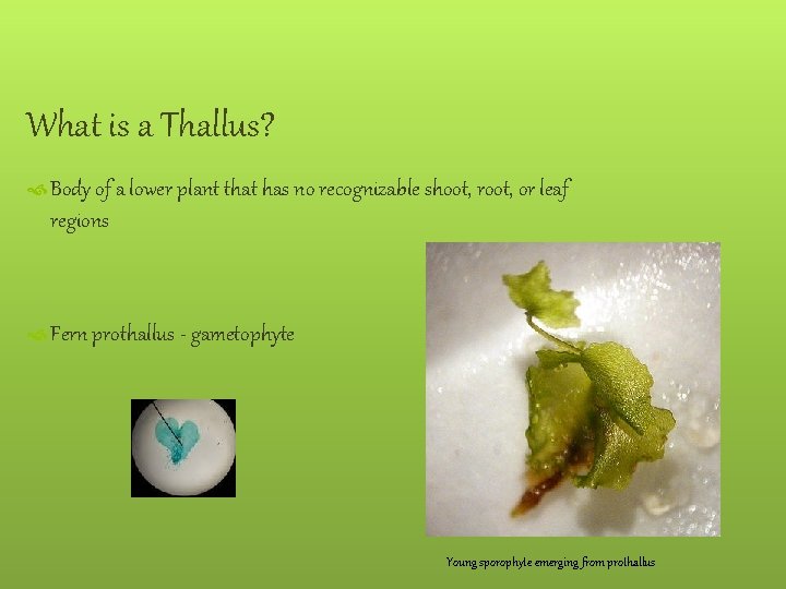 What is a Thallus? Body of a lower plant that has no recognizable shoot,