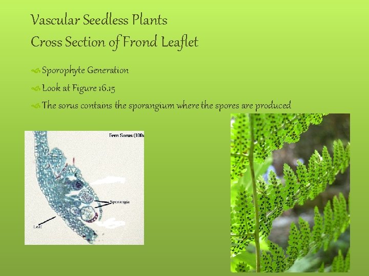 Vascular Seedless Plants Cross Section of Frond Leaflet Sporophyte Generation Look at Figure 16.