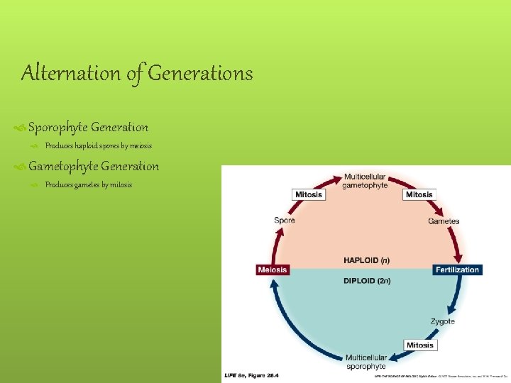 Alternation of Generations Sporophyte Generation Produces haploid spores by meiosis Gametophyte Generation Produces gametes