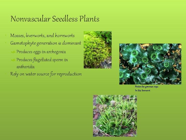 Nonvascular Seedless Plants Mosses, liverworts, and hornworts Gametophyte generation is dominant Produces eggs in