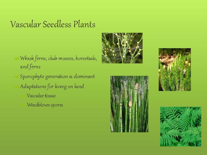 Vascular Seedless Plants Whisk ferns, club mosses, horsetails, and ferns Sporophyte generation is dominant