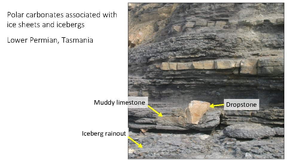 Polar carbonates associated with ice sheets and icebergs Lower Permian, Tasmania Muddy limestone Iceberg