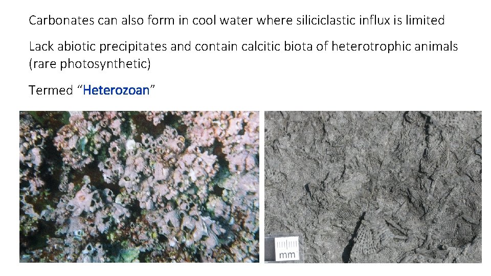 Carbonates can also form in cool water where siliciclastic influx is limited Lack abiotic