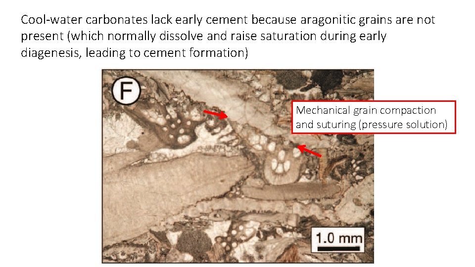Cool-water carbonates lack early cement because aragonitic grains are not present (which normally dissolve