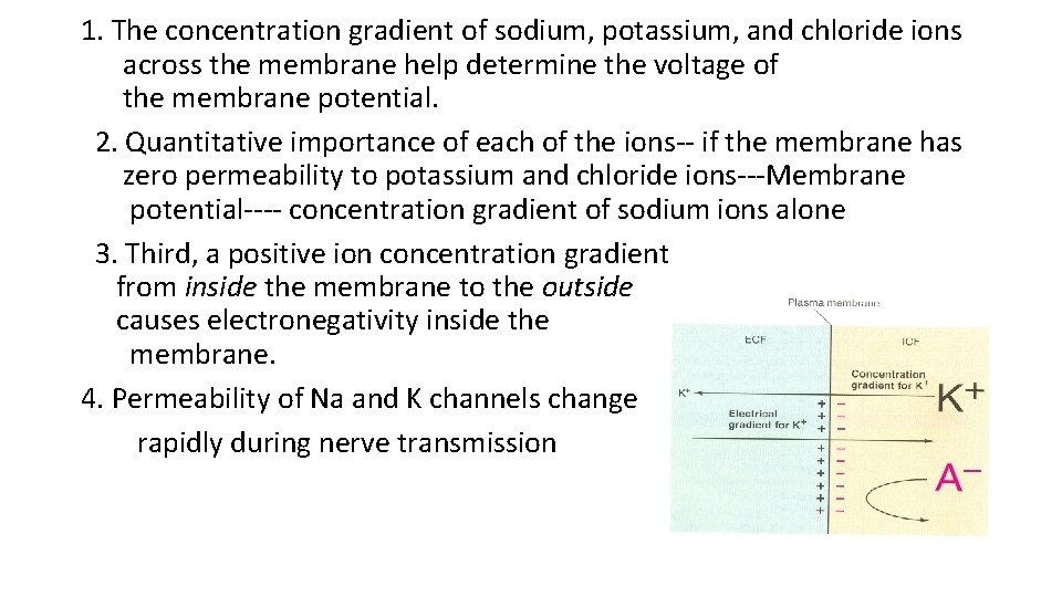 1. The concentration gradient of sodium, potassium, and chloride ions across the membrane help