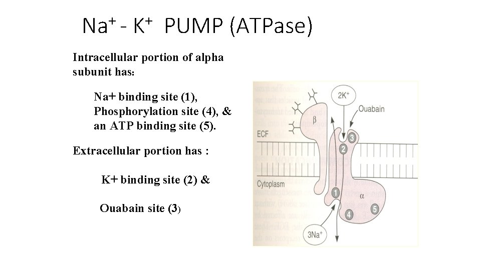 + Na - + K PUMP (ATPase) Intracellular portion of alpha subunit has: Na+