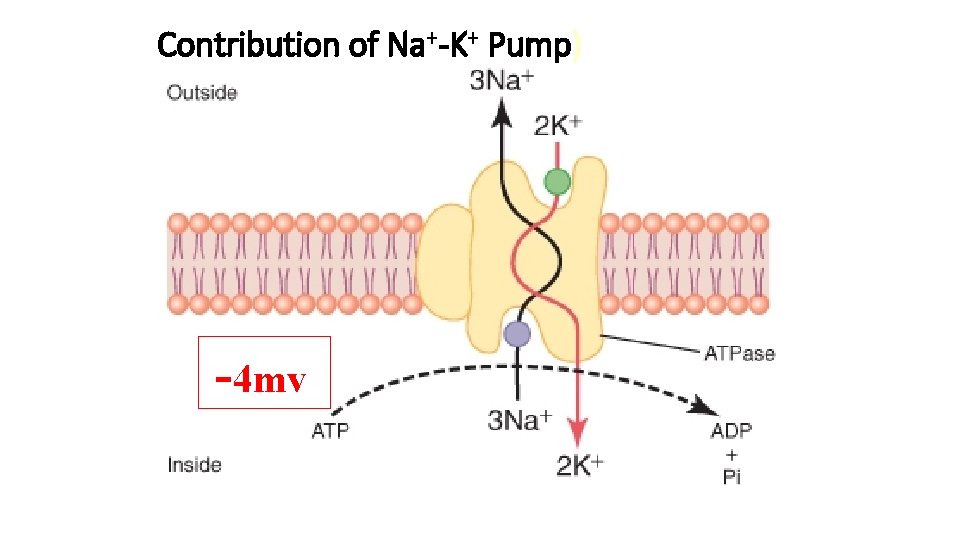 Contribution of Na+-K+ Pump) -4 mv 