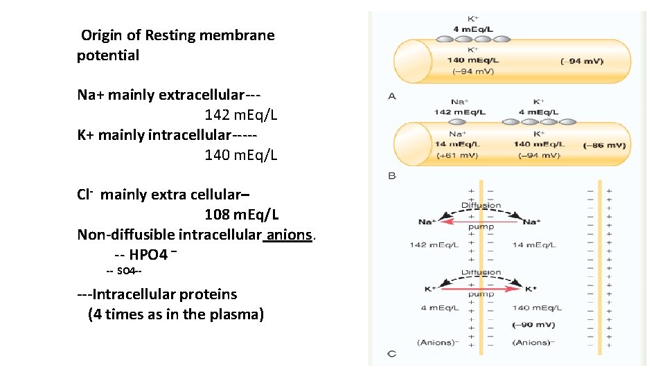Origin of Resting membrane potential Na+ mainly extracellular-- 142 m. Eq/L K+ mainly intracellular----