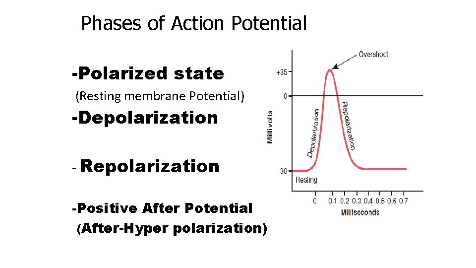 Phases of Action Potential -Polarized state (Resting membrane Potential) -Depolarization - Repolarization -Positive After