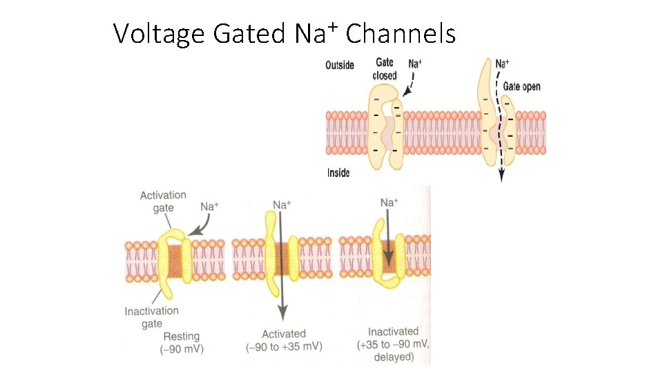 Voltage Gated + Na Channels 