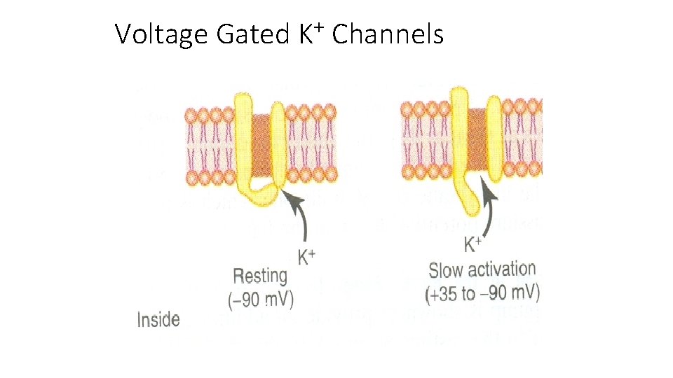 Voltage Gated + K Channels 