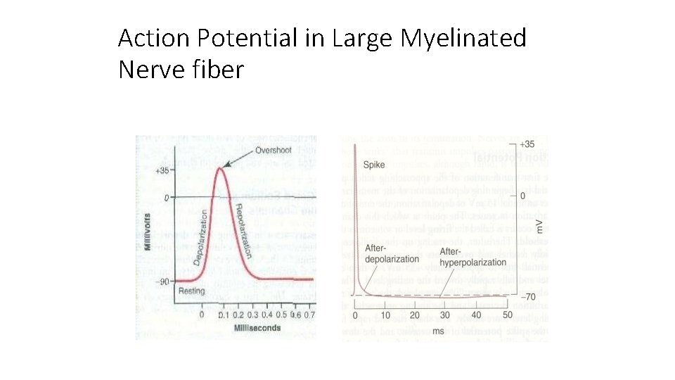 Action Potential in Large Myelinated Nerve fiber 