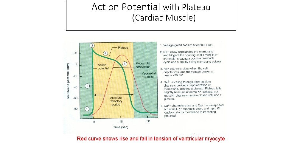 Action Potential with Plateau (Cardiac Muscle) Red curve shows rise and fall in tension